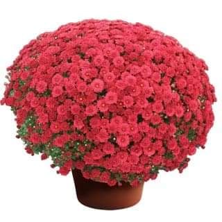 Fall Mums