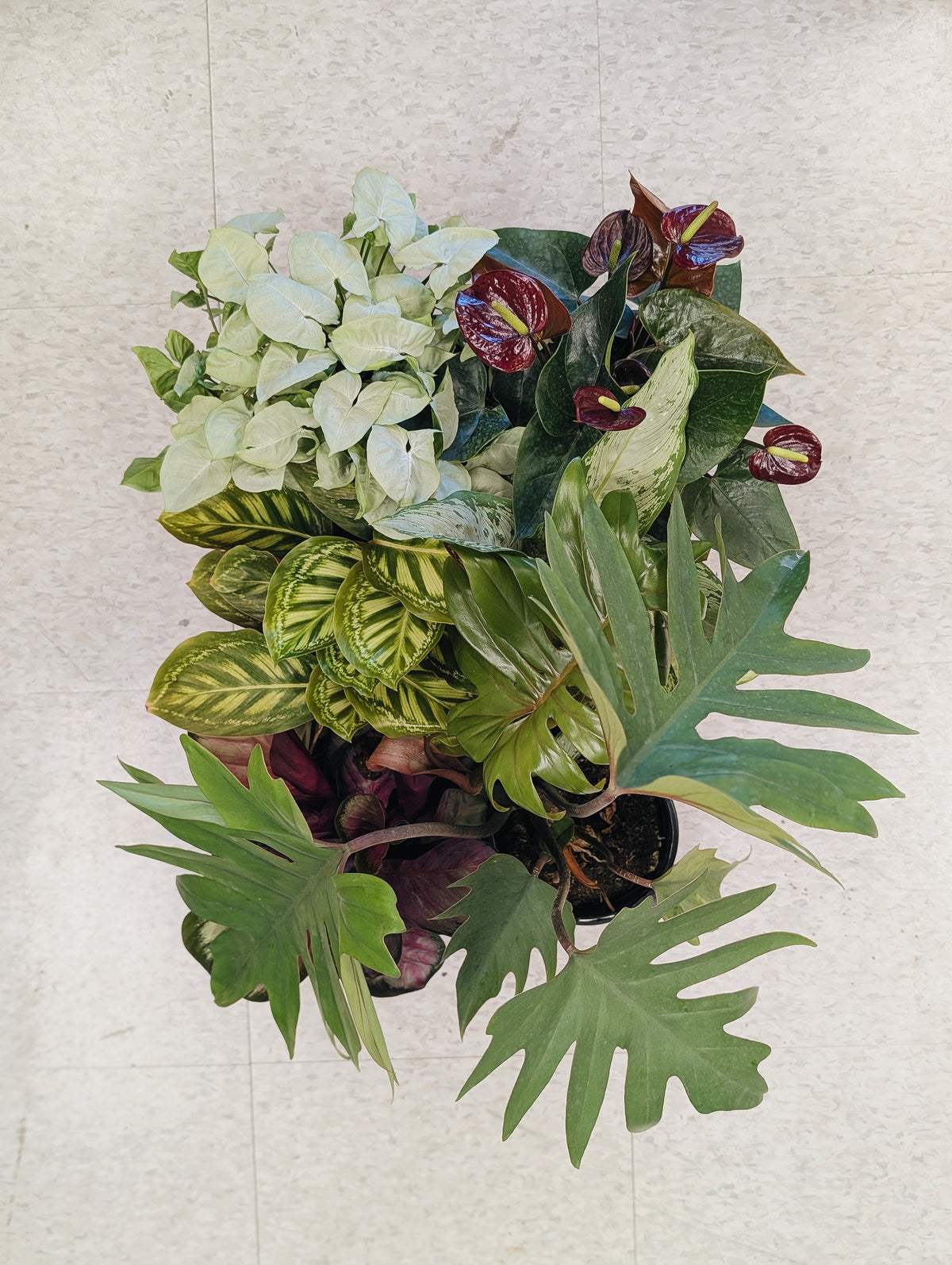Assorted Tropical Plant Flat (1)