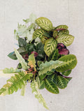 Assorted Tropical Plant Flat (2)