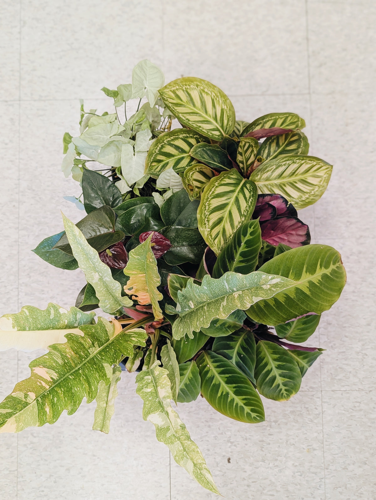 Assorted Tropical Plant Flat (2)