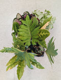 Assorted Tropical Plant Flat (3)