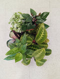Assorted Tropical Plant Flat (4)