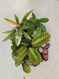 Assorted Tropical Plant Flat (5)