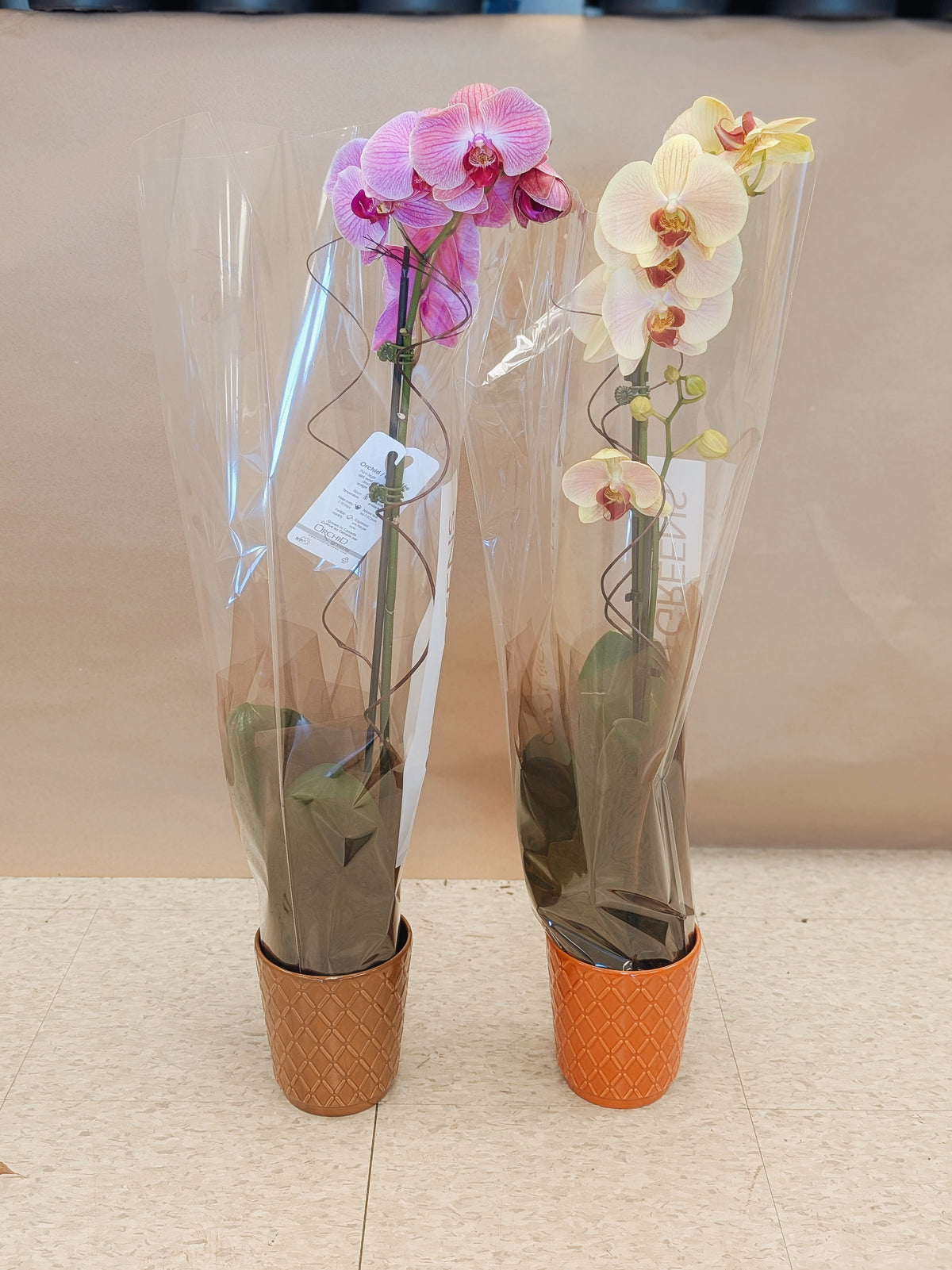 Orchid Pair (Pink & White)