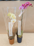 Orchid Pair (White & Pink)
