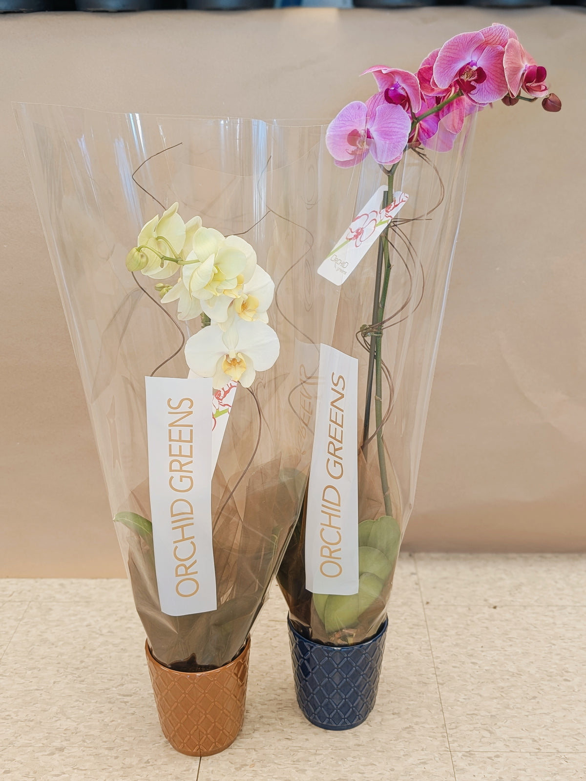 Orchid Pair (White & Pink)