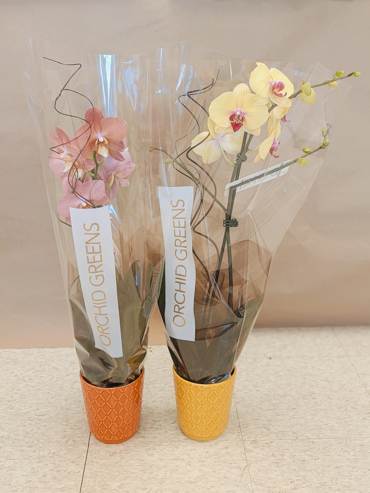 Orchid Pair (yellow & pink)