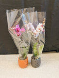 Mini Orchid Pair (dark pink & light)