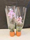 Mini Orchid Pair (2 pink)