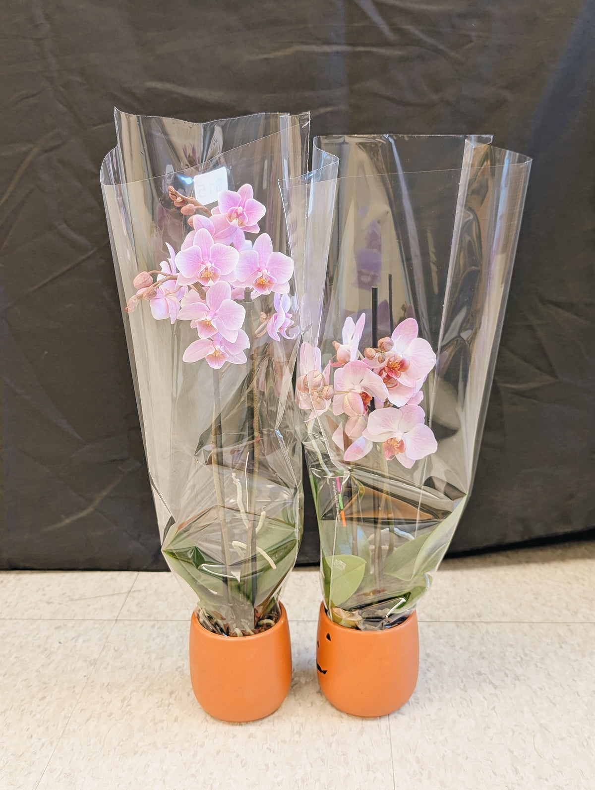 Mini Orchid Pair (2 pink)