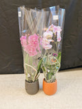 Mini Orchid Pair (veined pink)