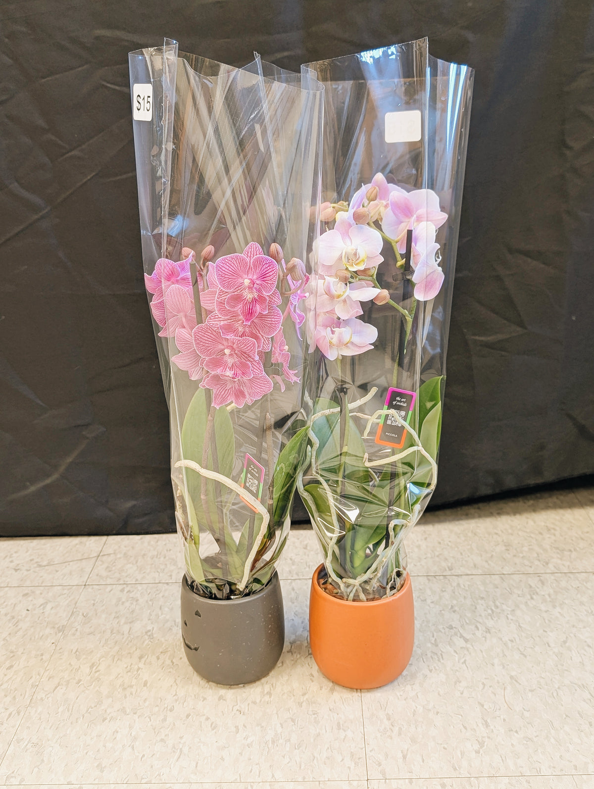Mini Orchid Pair (veined pink)