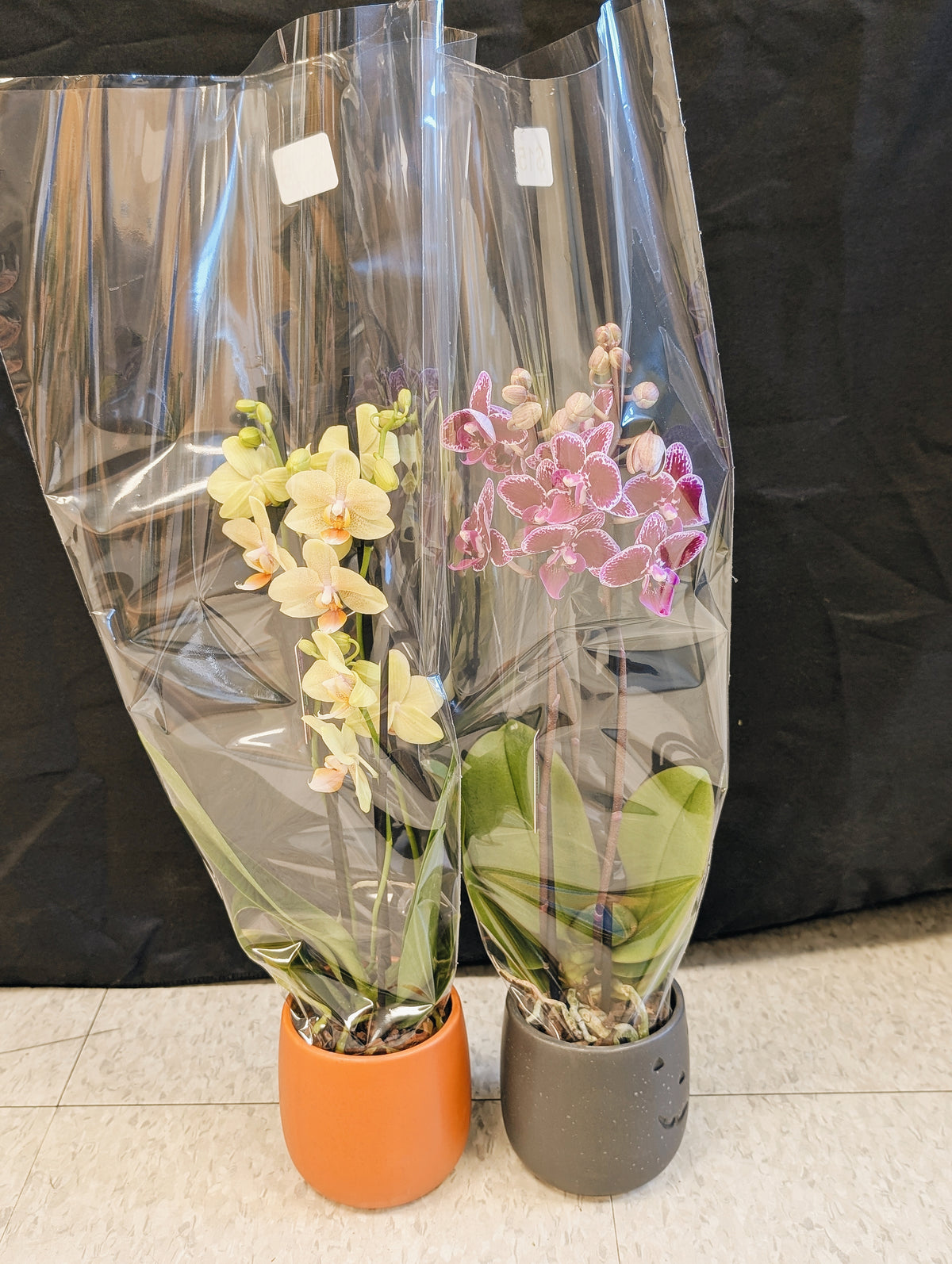 Mini Orchid Pair (yellow & dark pink)