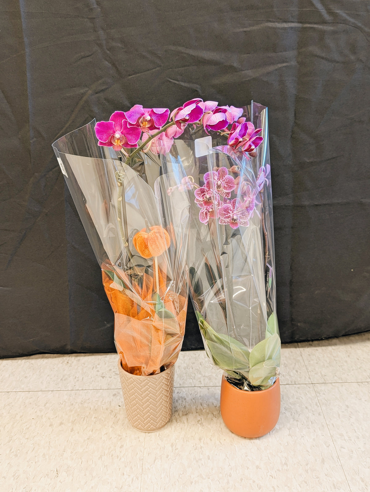 Mini Orchid Pair (dark & veined pink)
