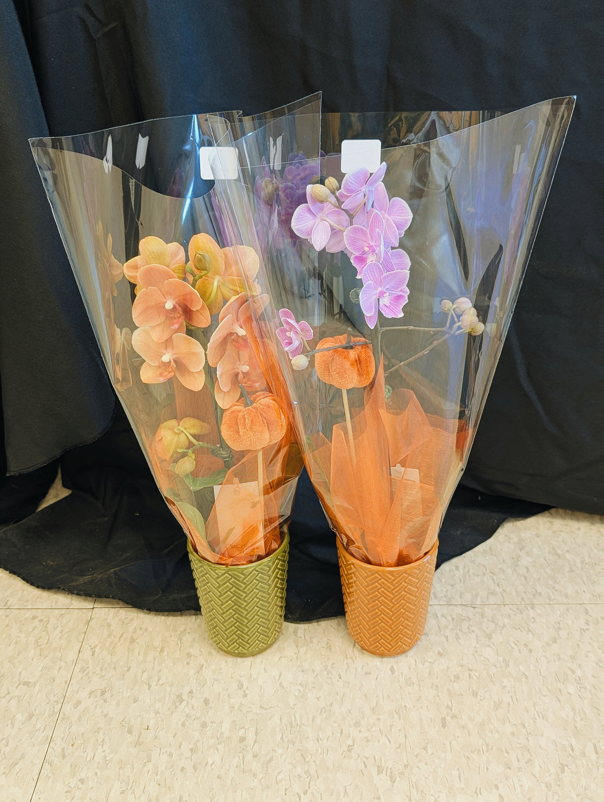 Mini Orchid Pair (green & orange pot)