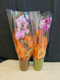 Mini Orchid Pair (2 pink w pumpkins)