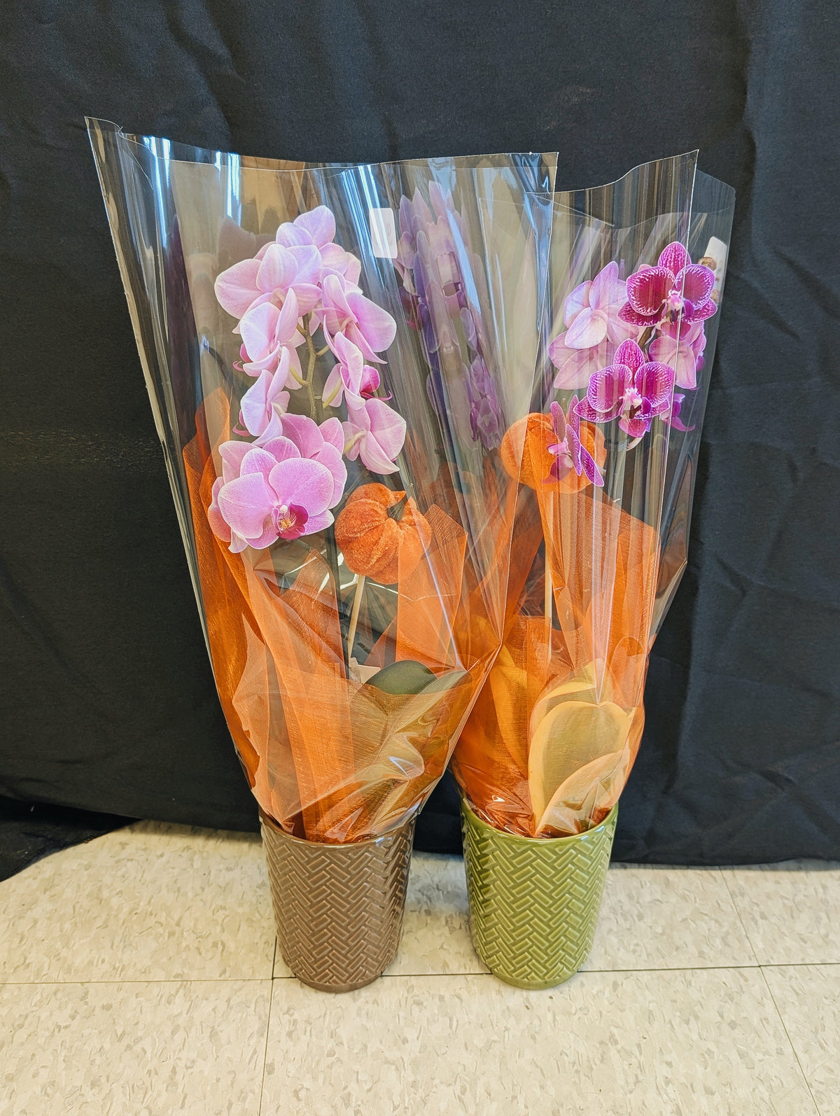 Mini Orchid Pair (2 pink w pumpkins)