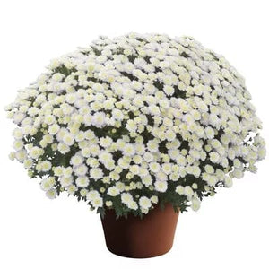 White Mum