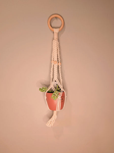 Macrame Plant Hanger & Succulent