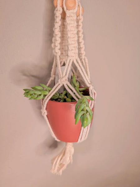 Macrame Plant Hanger & Succulent