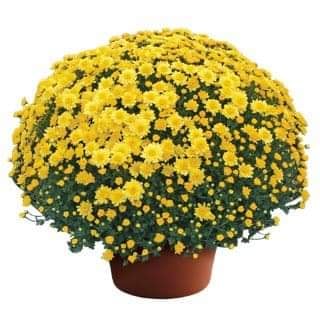 Yellow Mum