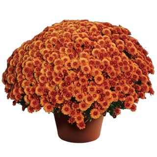 Bronze Mum